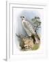 Gyr-Falcon-English-Framed Giclee Print