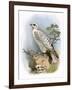 Gyr-Falcon-English-Framed Giclee Print