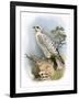 Gyr-Falcon-English-Framed Giclee Print