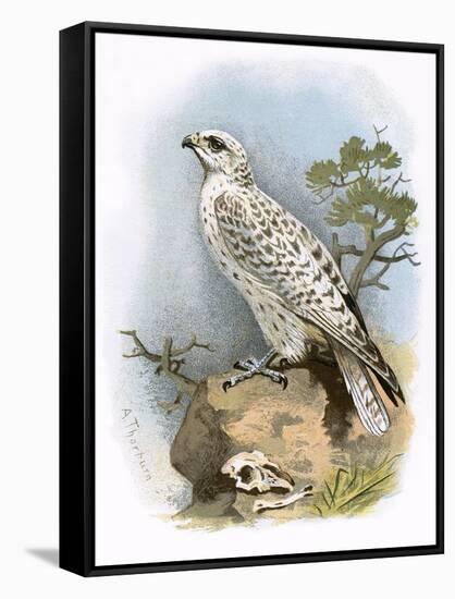 Gyr-Falcon-English-Framed Stretched Canvas