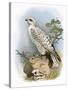 Gyr-Falcon-English-Stretched Canvas