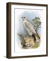 Gyr-Falcon-English-Framed Giclee Print