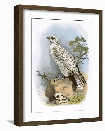 Gyr-Falcon-English-Framed Giclee Print