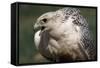 Gyrfalcon Close-Up-W. Perry Conway-Framed Stretched Canvas