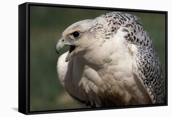 Gyrfalcon Close-Up-W. Perry Conway-Framed Stretched Canvas