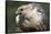 Gyrfalcon Close-Up-W. Perry Conway-Framed Stretched Canvas