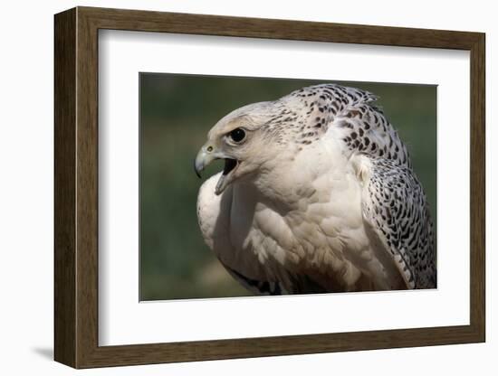 Gyrfalcon Close-Up-W. Perry Conway-Framed Photographic Print