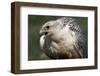 Gyrfalcon Close-Up-W. Perry Conway-Framed Photographic Print