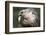 Gyrfalcon Close-Up-W. Perry Conway-Framed Photographic Print