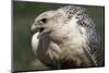 Gyrfalcon Close-Up-W. Perry Conway-Mounted Photographic Print