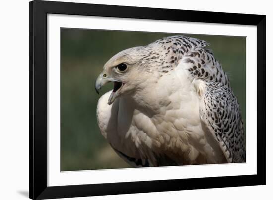 Gyrfalcon Close-Up-W. Perry Conway-Framed Photographic Print