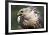Gyrfalcon Close-Up-W. Perry Conway-Framed Photographic Print