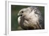 Gyrfalcon Close-Up-W. Perry Conway-Framed Photographic Print