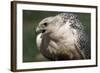 Gyrfalcon Close-Up-W. Perry Conway-Framed Photographic Print