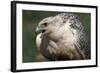Gyrfalcon Close-Up-W. Perry Conway-Framed Photographic Print