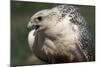 Gyrfalcon Close-Up-W. Perry Conway-Mounted Photographic Print