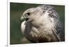 Gyrfalcon Close-Up-W. Perry Conway-Framed Photographic Print