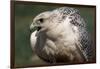 Gyrfalcon Close-Up-W. Perry Conway-Framed Photographic Print