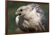 Gyrfalcon Close-Up-W. Perry Conway-Framed Photographic Print