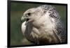 Gyrfalcon Close-Up-W. Perry Conway-Framed Photographic Print