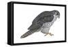 Gyrfalcon (Falco Rusticolus), Birds-Encyclopaedia Britannica-Framed Stretched Canvas