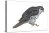 Gyrfalcon (Falco Rusticolus), Birds-Encyclopaedia Britannica-Stretched Canvas