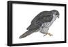 Gyrfalcon (Falco Rusticolus), Birds-Encyclopaedia Britannica-Framed Poster