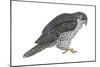 Gyrfalcon (Falco Rusticolus), Birds-Encyclopaedia Britannica-Mounted Poster