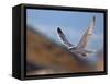 Gyrfalcon (Falco Rusticolus) in Flight, Disko Bay, Greenland, August 2009-Jensen-Framed Stretched Canvas