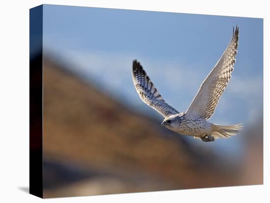 Gyrfalcon (Falco Rusticolus) in Flight, Disko Bay, Greenland, August 2009-Jensen-Stretched Canvas