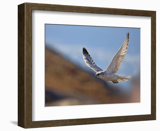 Gyrfalcon (Falco Rusticolus) in Flight, Disko Bay, Greenland, August 2009-Jensen-Framed Photographic Print