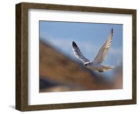 Gyrfalcon (Falco Rusticolus) in Flight, Disko Bay, Greenland, August 2009-Jensen-Framed Photographic Print