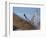 Gyrfalcon (Falco Rusticolus) in Flight, Disko Bay, Greenland, August 2009-Jensen-Framed Photographic Print