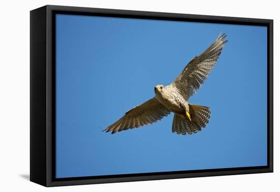 Gyrfalcon (Falco Rusticolus) in Flight, Thingeyjarsyslur, Iceland, June 2009-Bergmann-Framed Stretched Canvas