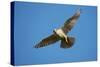 Gyrfalcon (Falco Rusticolus) in Flight, Thingeyjarsyslur, Iceland, June 2009-Bergmann-Stretched Canvas