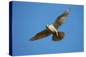 Gyrfalcon (Falco Rusticolus) in Flight, Thingeyjarsyslur, Iceland, June 2009-Bergmann-Stretched Canvas