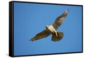 Gyrfalcon (Falco Rusticolus) in Flight, Thingeyjarsyslur, Iceland, June 2009-Bergmann-Framed Stretched Canvas