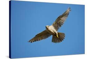 Gyrfalcon (Falco Rusticolus) in Flight, Thingeyjarsyslur, Iceland, June 2009-Bergmann-Stretched Canvas