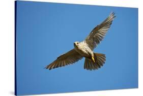 Gyrfalcon (Falco Rusticolus) in Flight, Thingeyjarsyslur, Iceland, June 2009-Bergmann-Stretched Canvas