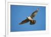 Gyrfalcon (Falco Rusticolus) in Flight, Thingeyjarsyslur, Iceland, June 2009-Bergmann-Framed Photographic Print