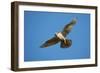 Gyrfalcon (Falco Rusticolus) in Flight, Thingeyjarsyslur, Iceland, June 2009-Bergmann-Framed Photographic Print