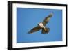 Gyrfalcon (Falco Rusticolus) in Flight, Thingeyjarsyslur, Iceland, June 2009-Bergmann-Framed Photographic Print