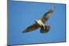 Gyrfalcon (Falco Rusticolus) in Flight, Thingeyjarsyslur, Iceland, June 2009-Bergmann-Mounted Photographic Print