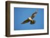 Gyrfalcon (Falco Rusticolus) in Flight, Thingeyjarsyslur, Iceland, June 2009-Bergmann-Framed Photographic Print