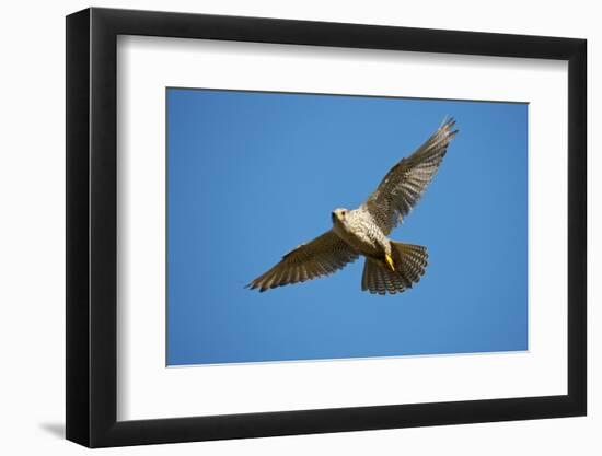 Gyrfalcon (Falco Rusticolus) in Flight, Thingeyjarsyslur, Iceland, June 2009-Bergmann-Framed Photographic Print