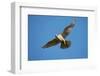 Gyrfalcon (Falco Rusticolus) in Flight, Thingeyjarsyslur, Iceland, June 2009-Bergmann-Framed Photographic Print