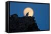 Gyrfalcon (Falco Rusticolus) Silhouetted at Full Moon, Myvatn, Thingeyjarsyslur, Iceland, April-Bergmann-Framed Stretched Canvas