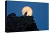 Gyrfalcon (Falco Rusticolus) Silhouetted at Full Moon, Myvatn, Thingeyjarsyslur, Iceland, April-Bergmann-Stretched Canvas