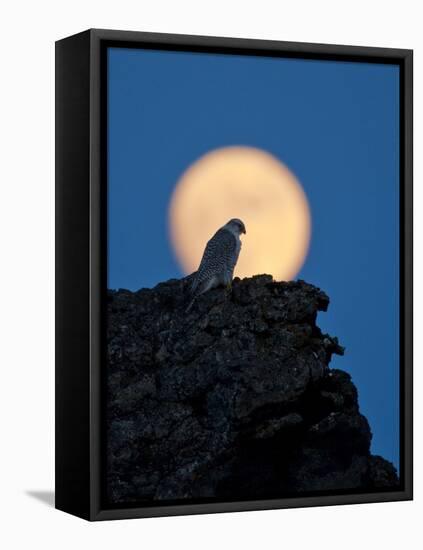 Gyrfalcon (Falco Rusticolus) Silhouetted at Full Moon, Myvatn, Thingeyjarsyslur, Iceland, April-Bergmann-Framed Stretched Canvas