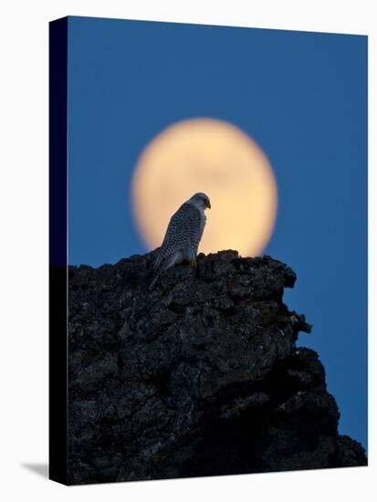 Gyrfalcon (Falco Rusticolus) Silhouetted at Full Moon, Myvatn, Thingeyjarsyslur, Iceland, April-Bergmann-Stretched Canvas